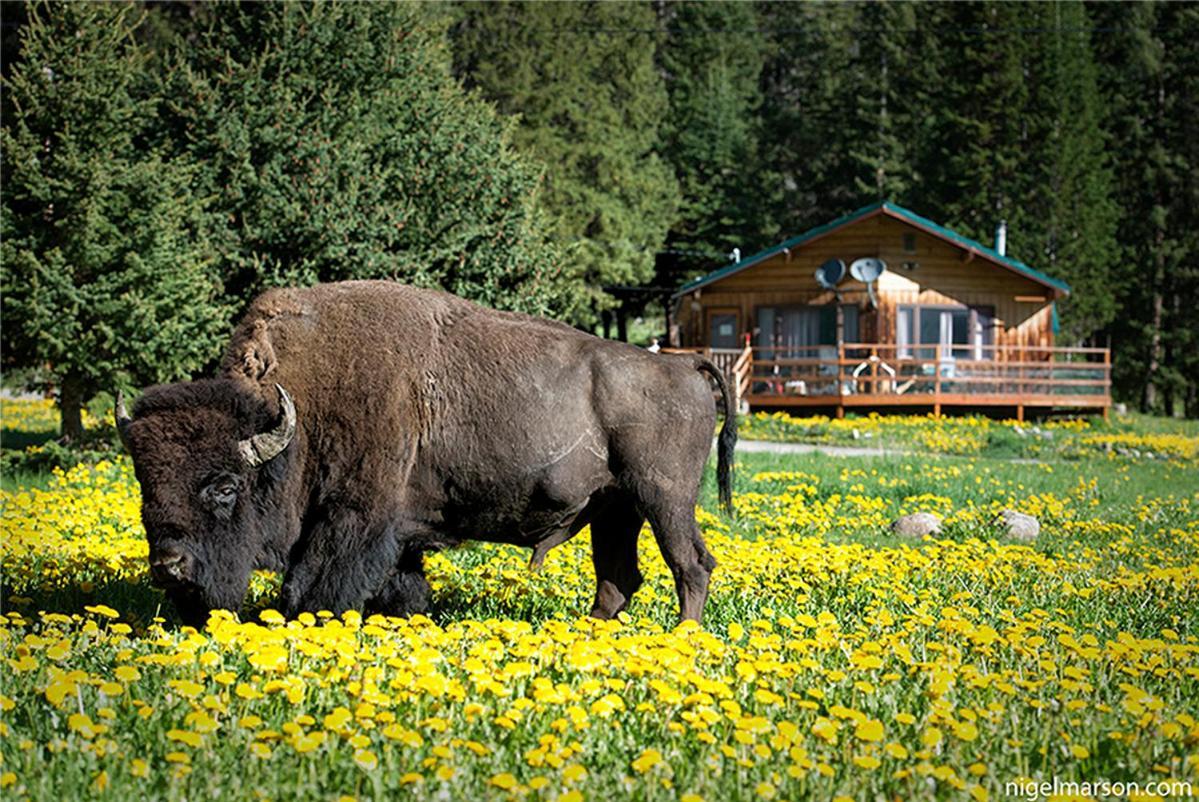 Silver Gate Lodging Cooke City Eksteriør bilde